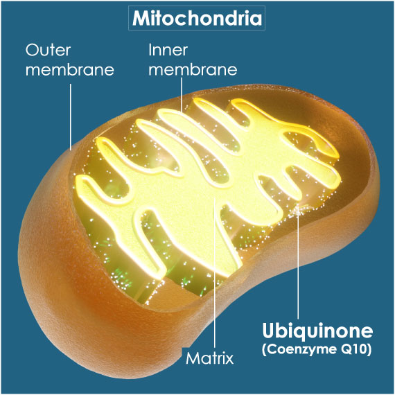 A mitochondria contains ubiquinone and consists of an inner and outer membrane