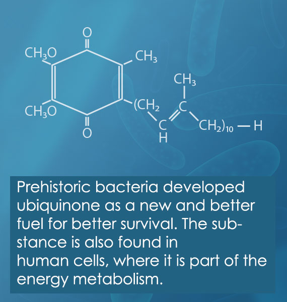 Human energy metabolism includes ubiquinone