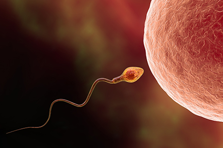 Conception happens when the fastest and the strongest sperm cell reaches the egg cell.