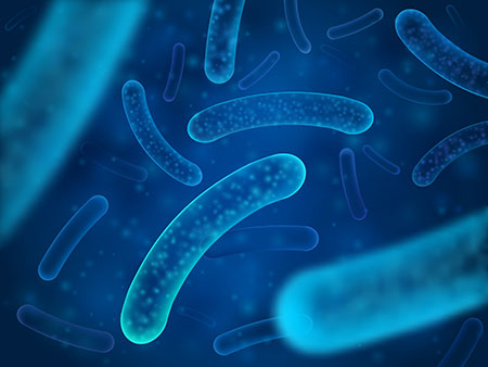 Lactobacillus acidophilus