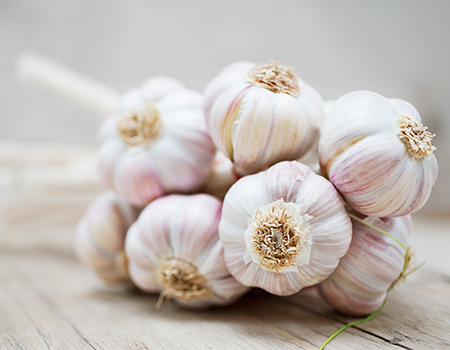 Garlic