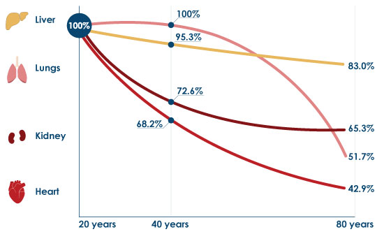 Illustration showing the average natural drop in Q10 content of different organs from the age of 20 to 80 years