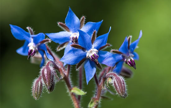 A photo of the Borage plant