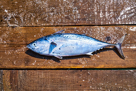 A photo of a fish lying on the wood