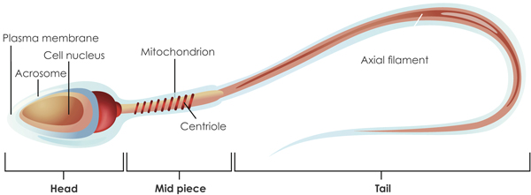 Illustration of sperm cell